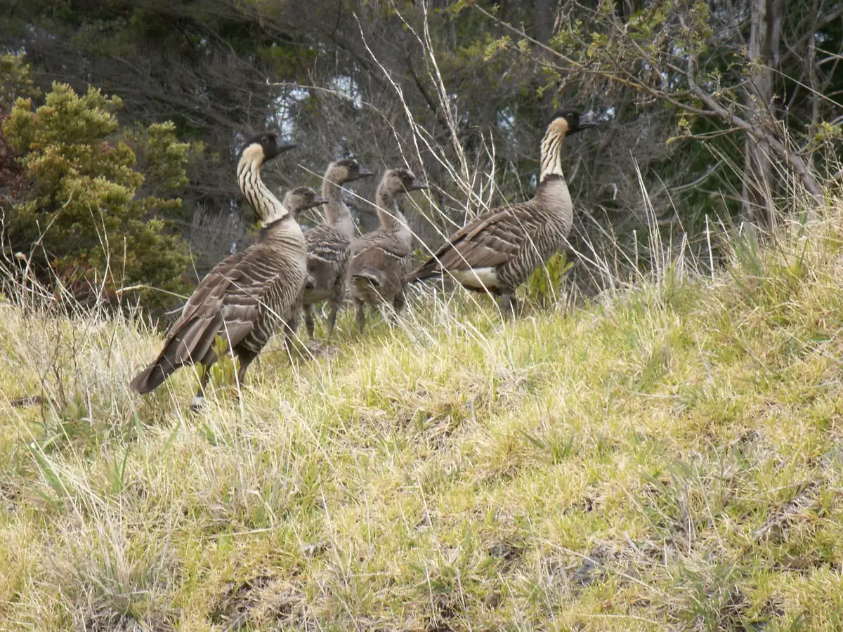 Five nēnē with buff-striped necks and black heads walking together up a slope of pale grass with shrubs behind them.