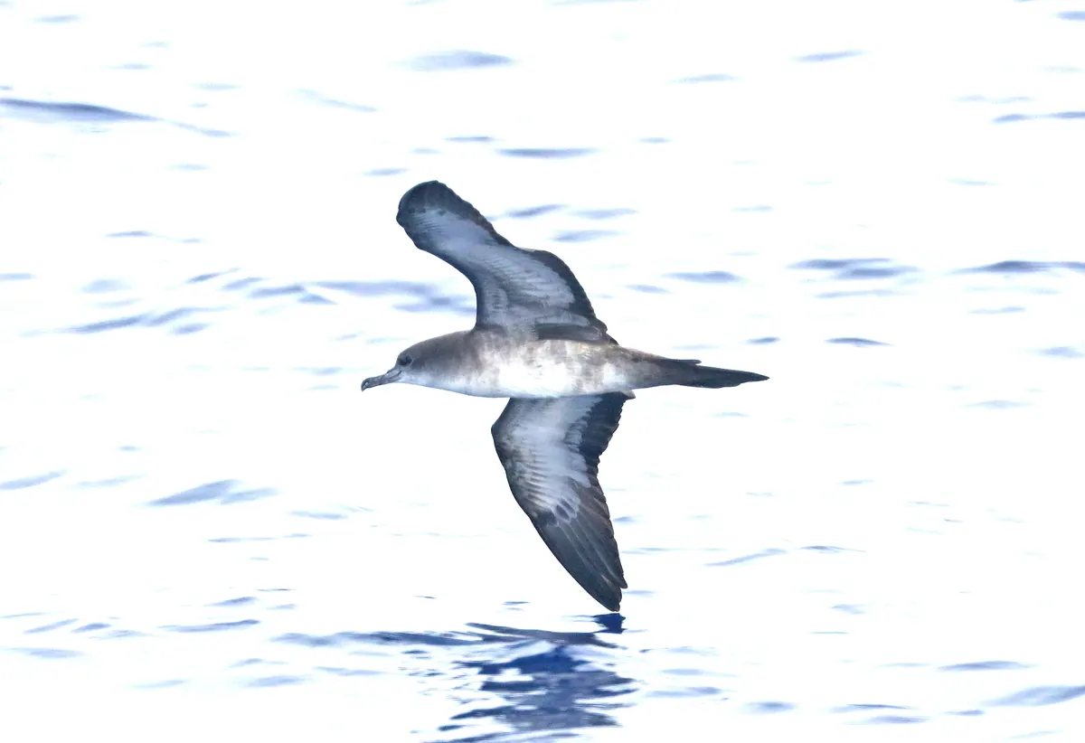 A gray-brown seabird with long, narrow wings and a pale belly gliding low over calm, sunlit water.