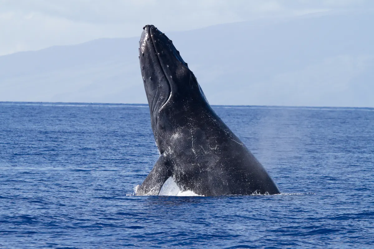 A humpback whale launching most of its body out of the ocean in a breach, water streaming off its long white flippers.