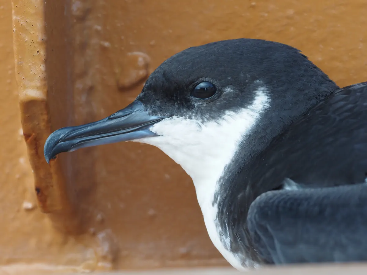 Close view of a Newell’s shearwater’s head, black above and white below, with a dark hooked bill, resting against an orange-painted surface.