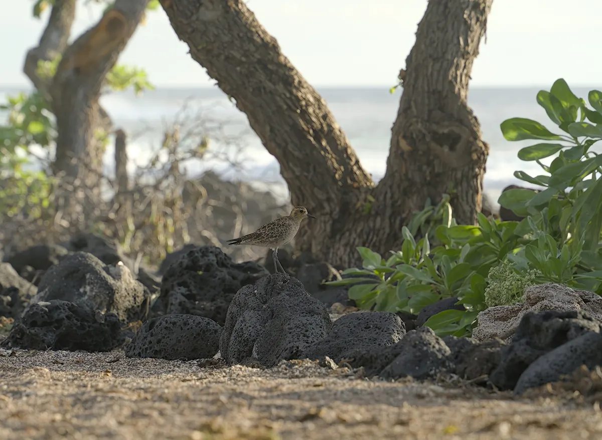A speckled gold-and-buff Pacific golden-plover standing among black lava rocks under shoreline trees, with surf in the background, at Kaloko-Honokōhau on Hawaiʻi Island.
