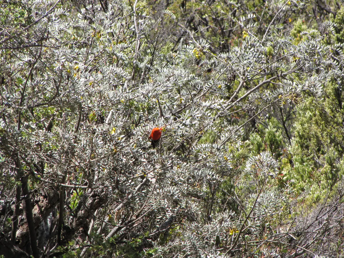 A small bright red ʻiʻiwi perched deep in the silvery leaves of a māmane tree dotted with yellow flowers.