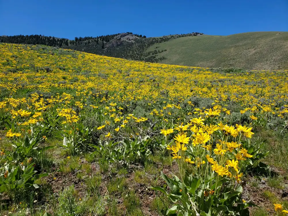A hillside covered with yellow arrowleaf balsamroot flowers under a blue sky