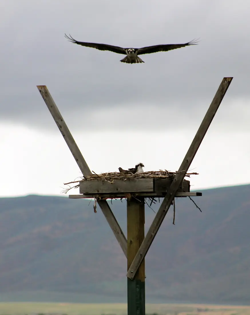 An osprey with spread wings hovers above a stick nest on a wooden platform atop a post, with green hills and a gray sky behind