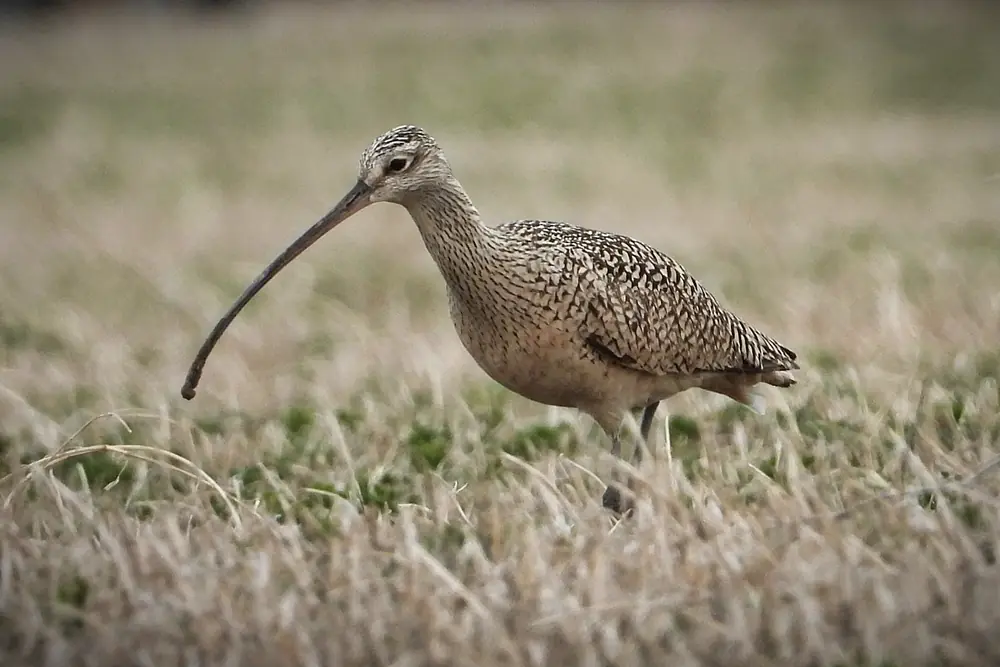 A long-billed curlew with a very long downcurved bill walking through short, dry spring grass