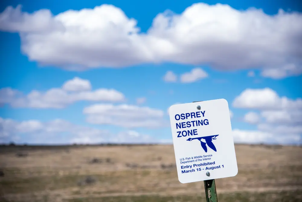 A white sign reading Osprey Nesting Zone stands in dry spring grass under a blue sky with big white clouds
