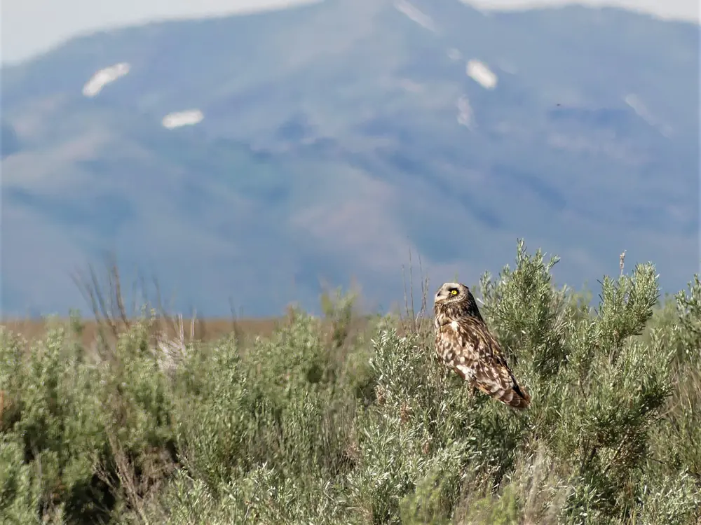 A short-eared owl perched on a sagebrush bush with a mountain and patches of snow behind it