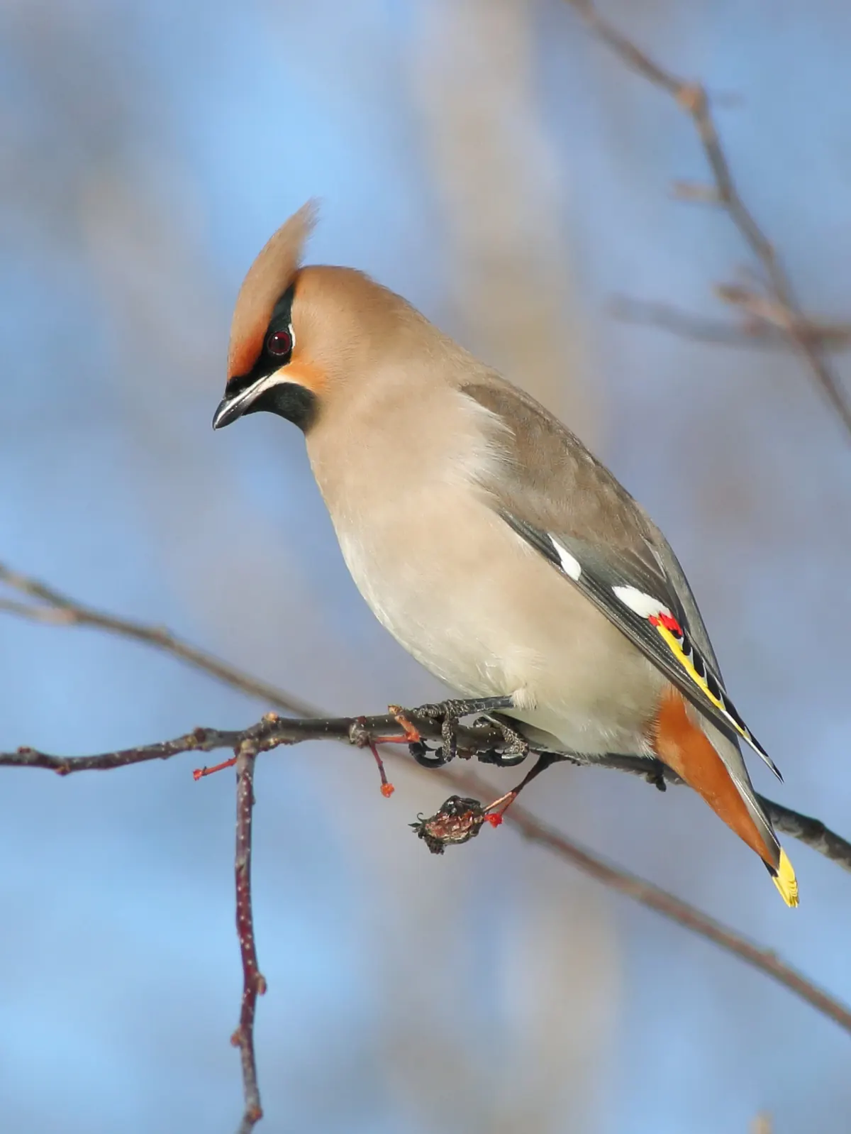 A Bohemian waxwing with a swept-back crest, black mask, white and yellow wing marks and rusty undertail perched on a bare twig against a blue sky.