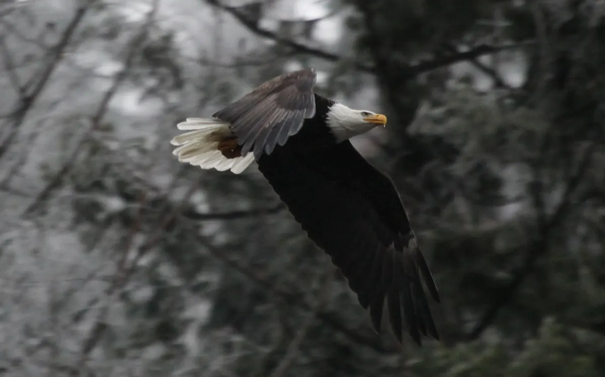 An adult bald eagle with white head and tail and a yellow beak gliding past dark, snow-dusted conifers.