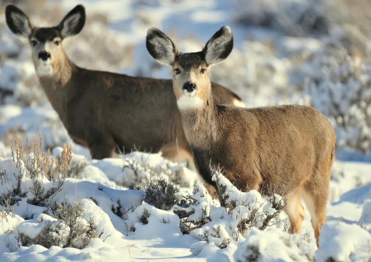 Two mule deer does with large ears standing among snow-covered sagebrush, looking toward the camera.