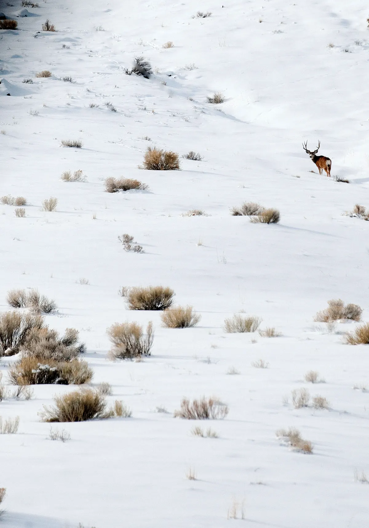 A mule deer buck with full antlers standing on a snowy slope dotted with sagebrush