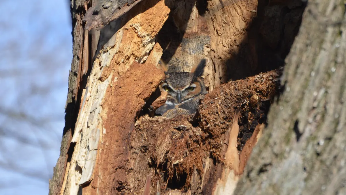 A great horned owl with ear tufts peering out of a broken, hollow tree trunk in winter