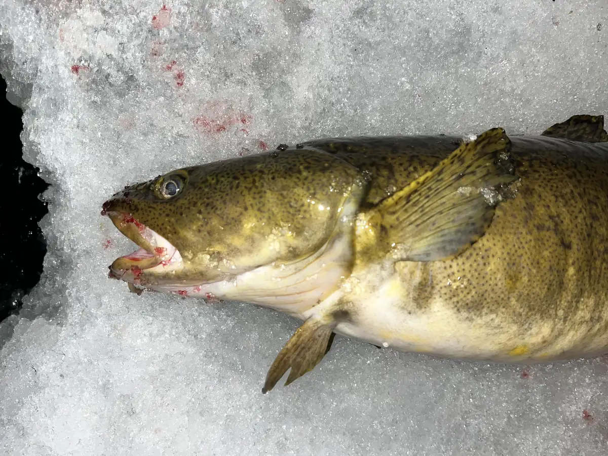 A large burbot with a barbel on its chin lying on crushed ice beside an ice-fishing hole.