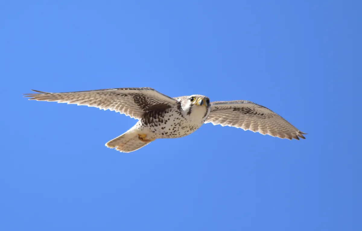 A pale brown prairie falcon flying against a clear blue sky with wings spread wide