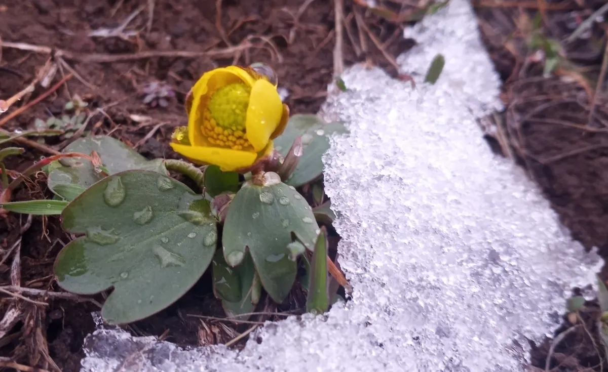 A shiny yellow sagebrush buttercup flower and its rounded leaves pushing up beside a patch of melting snow