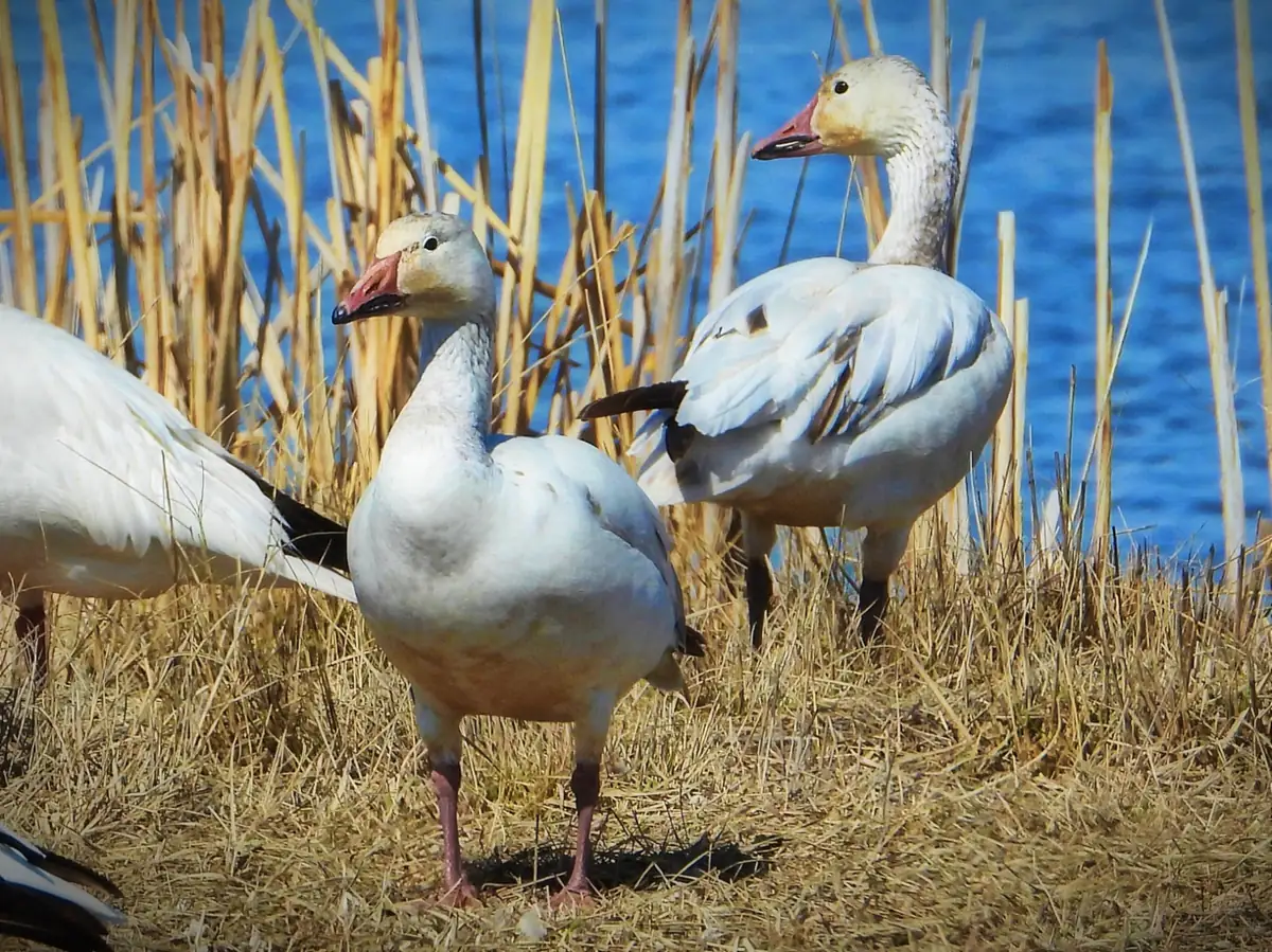 Two white snow geese with pink bills standing in dry yellow reeds beside blue water, with more geese around them