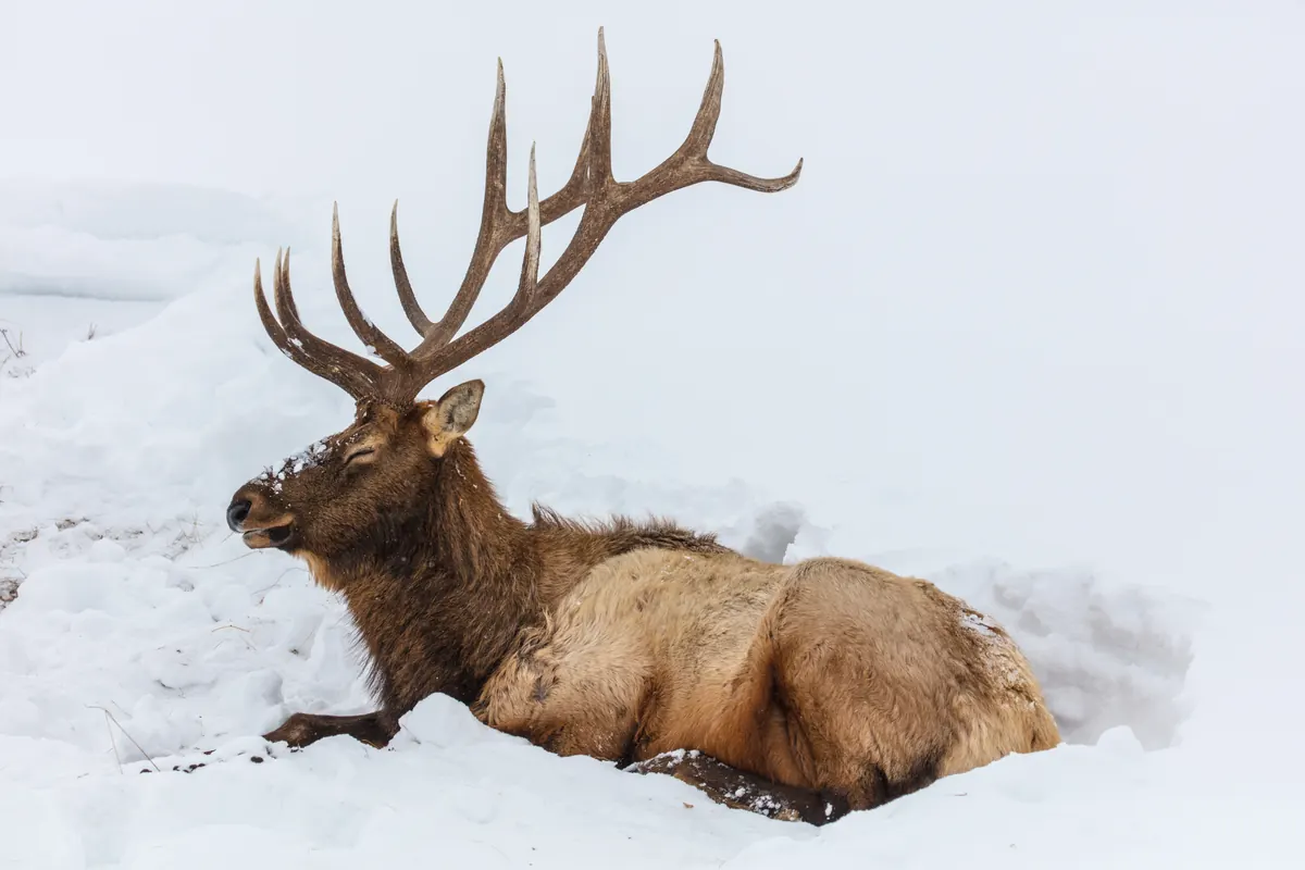 A bull elk with large antlers lying in a hollow in deep snow, eyes half closed.
