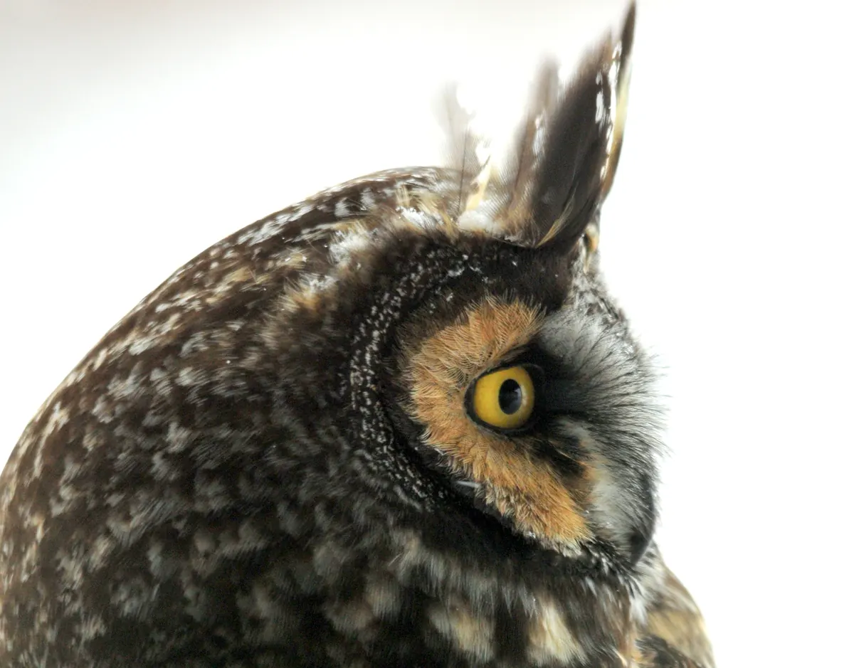 A long-eared owl with tall ear tufts and a yellow eye, seen in profile against a pale background.