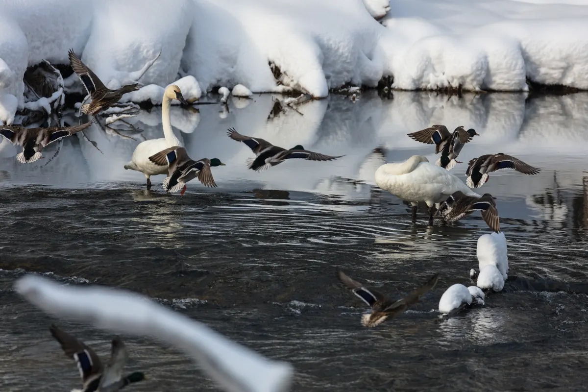 Two trumpeter swans standing in a shallow, ice-free river below deep snowbanks while a flock of mallards flies in around them.