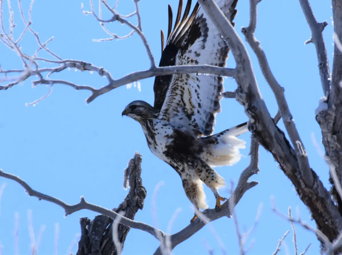 A rough-legged hawk taking off from a frosty bare branch against a blue sky.