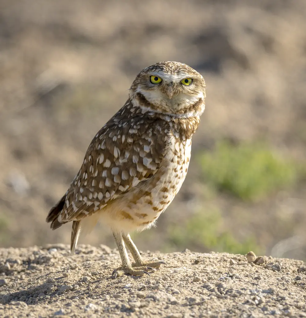 A small, long-legged burrowing owl with yellow eyes standing upright in open dry ground