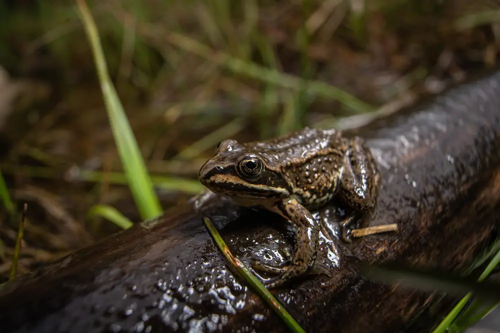 A small brown Columbia spotted frog with dark blotches rests on a dark wet log among grass blades
