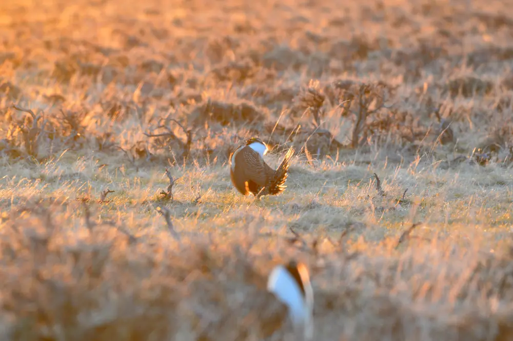 Male greater sage-grouse with fanned tails and puffed chests strutting on a sagebrush lek at sunrise