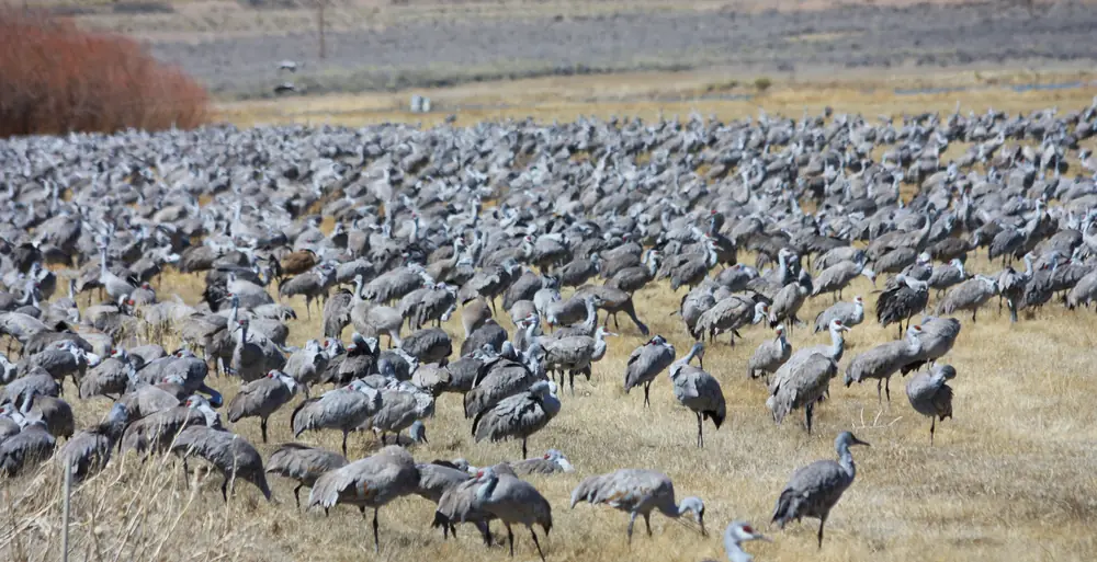 A flock of sandhill cranes with gray bodies and red crowns standing and walking in a wet, brown spring field