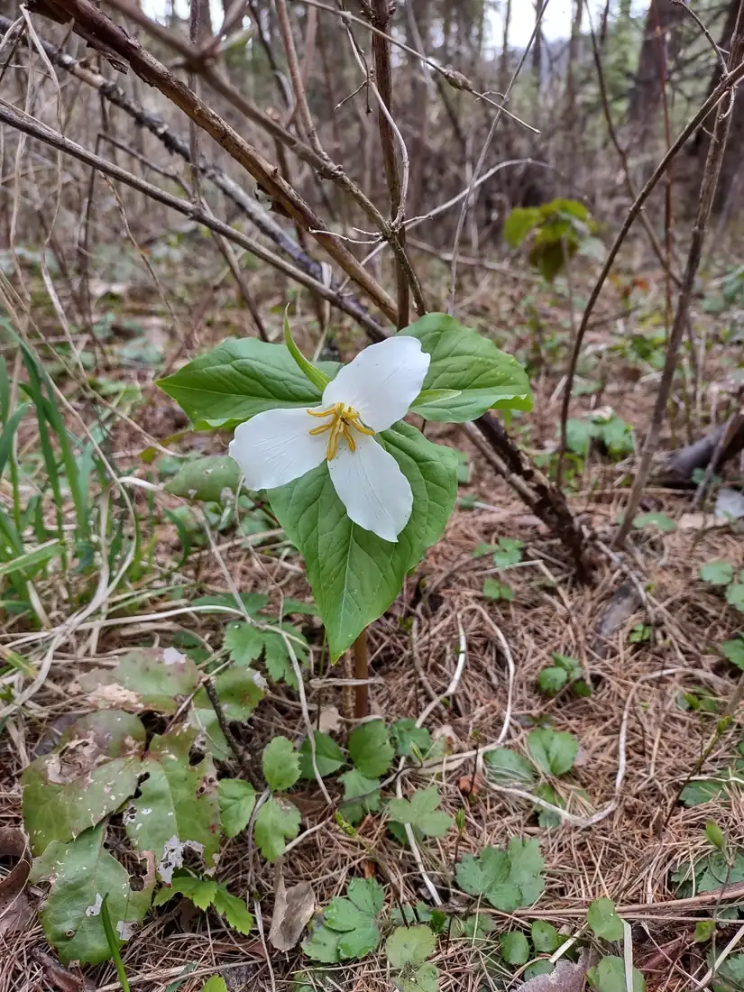 A white three-petaled trillium flower above three broad green leaves on a forest floor