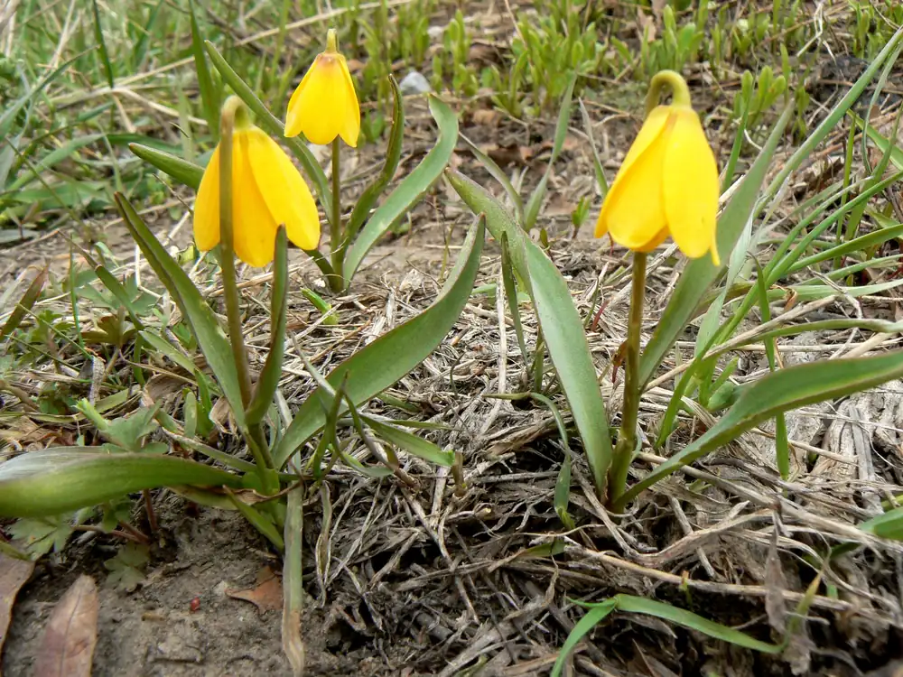 A nodding yellow bell flower with a single drooping golden blossom among grass in early spring
