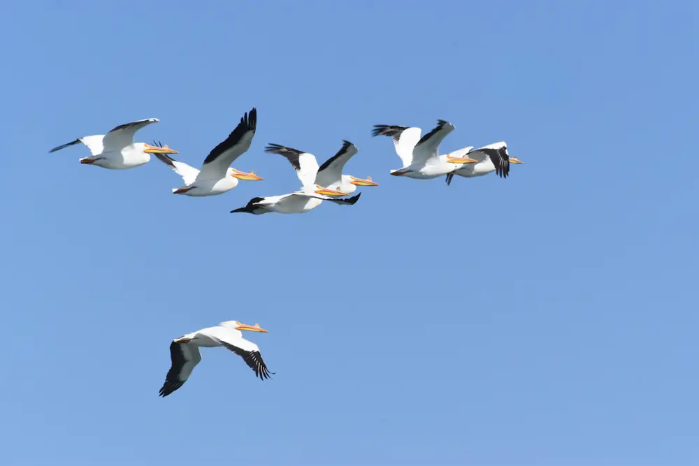 Six American white pelicans with black wing tips and orange bills flying against a clear blue sky