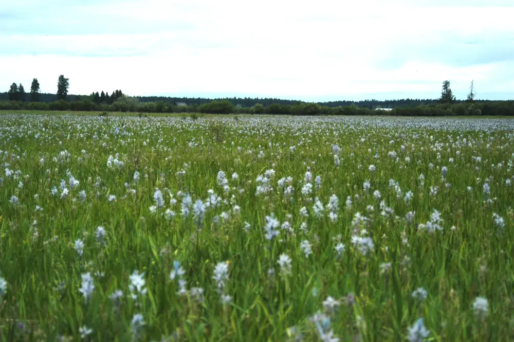 A wide meadow of pale blue camas flowers rising above green grass under a gray sky, with a dark tree line behind