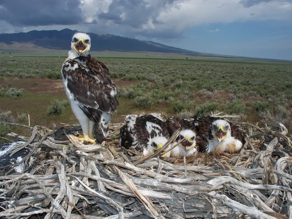 Four white and brown ferruginous hawk nestlings on a large stick nest on the ground in sagebrush, with mountains behind
