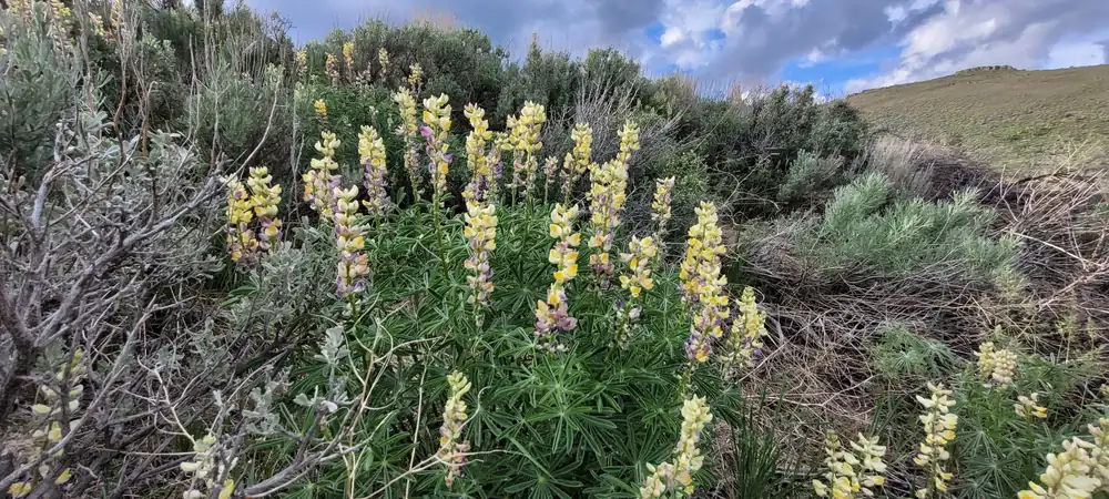 Tall spikes of yellow and purple longspur lupine among sagebrush on a rocky hillside