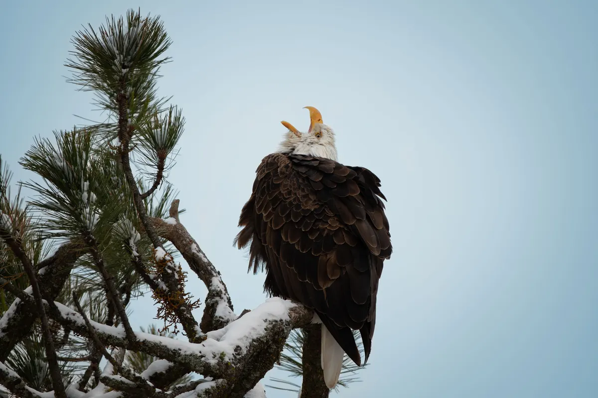 An adult bald eagle with white head and yellow beak calling from a snow-dusted pine branch against a pale winter sky.
