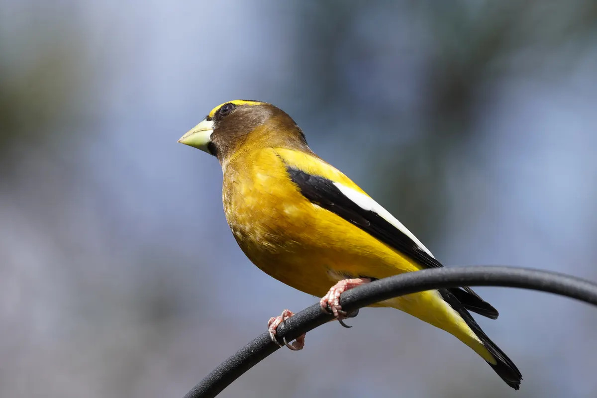 A male evening grosbeak, yellow with a dark head, bright yellow eyebrow, pale thick bill and black-and-white wings, perched on a curved black feeder pole.