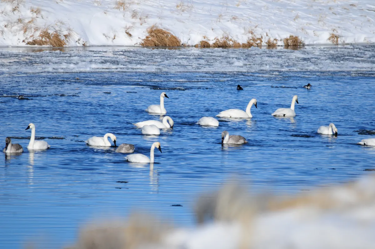 A loose flock of white trumpeter swans and gray young swans swimming on a blue, open river between snowy banks.