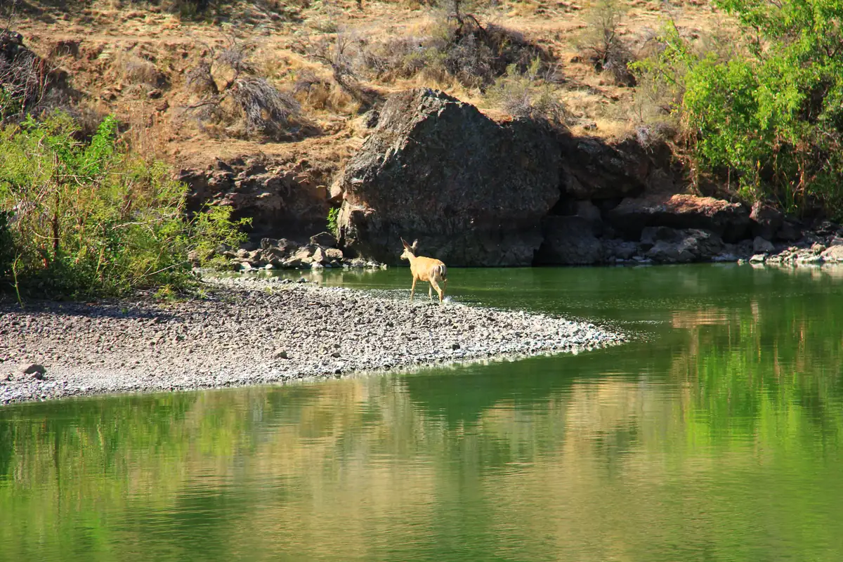 A mule deer wading at the edge of a gravel bar on a calm green river below dry canyon slopes.