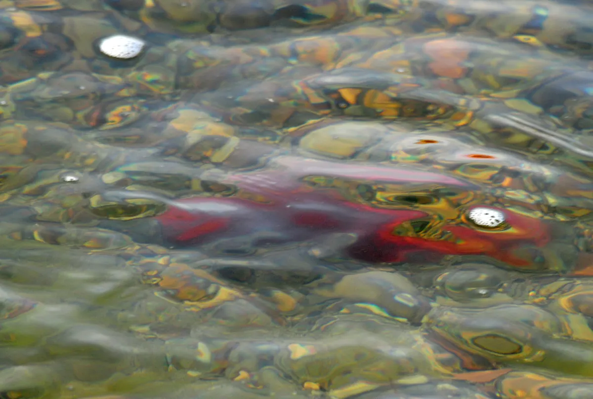A crimson male kokanee salmon over rounded gravel on its spawning bed, seen through rippling water.