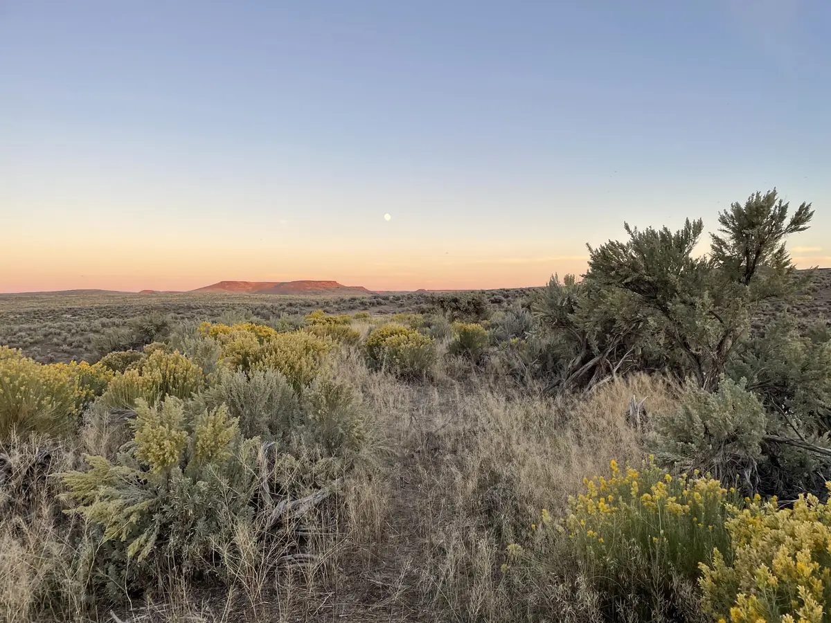 Yellow-flowering rubber rabbitbrush and gray-green sagebrush across a wide high-desert flat at sunset, with a flat-topped butte on the horizon and the moon low in a pink sky.