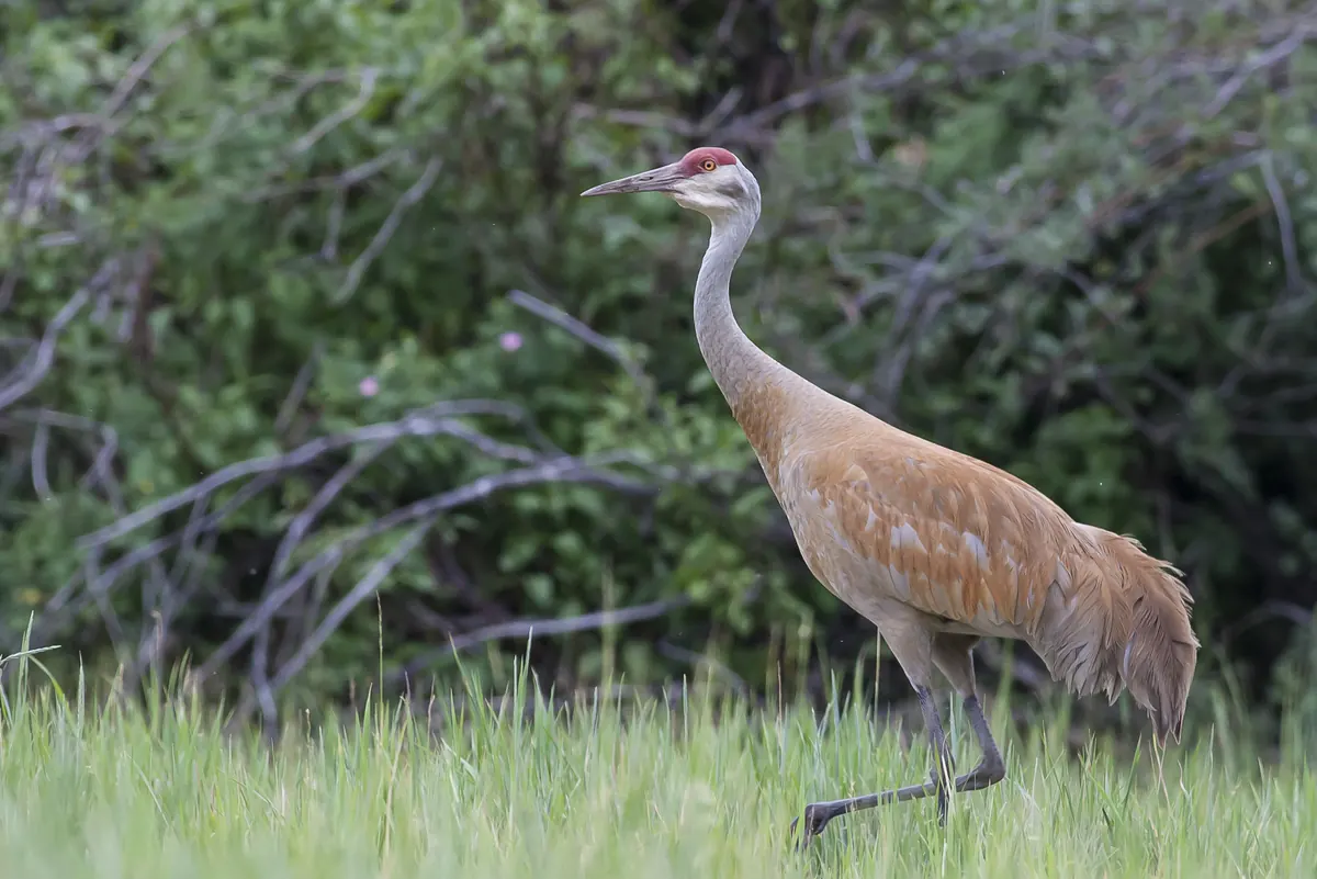 A gray sandhill crane with a red crown striding through green grass in front of a thicket.