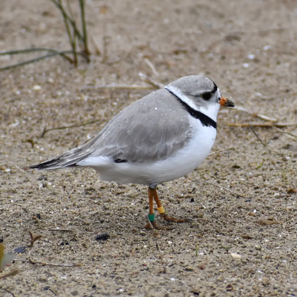 A small sand-colored piping plover with a black neck band and orange legs stands on bare sand with a green leg band visible