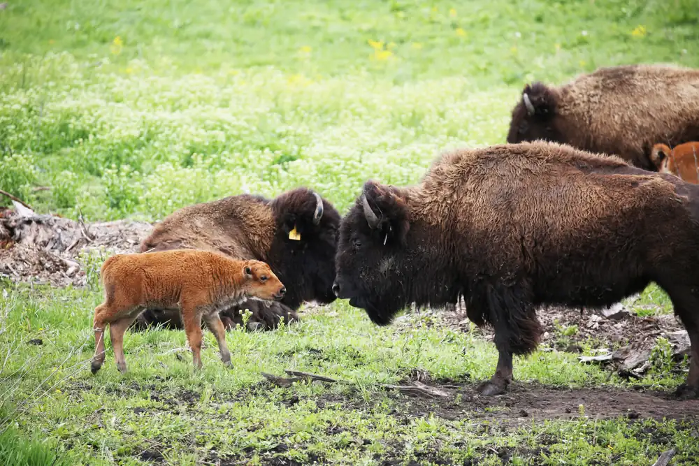 A bison cow standing on prairie with a reddish calf beside her