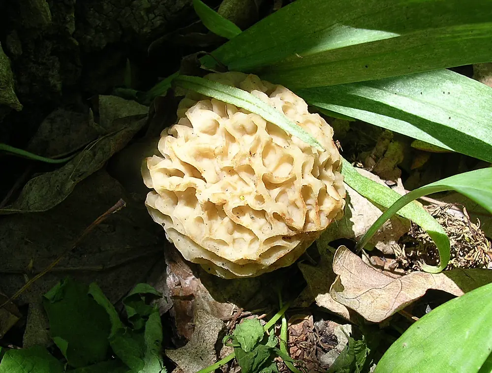 A pale honeycombed yellow morel mushroom sits among dead leaves and green blades on the forest floor