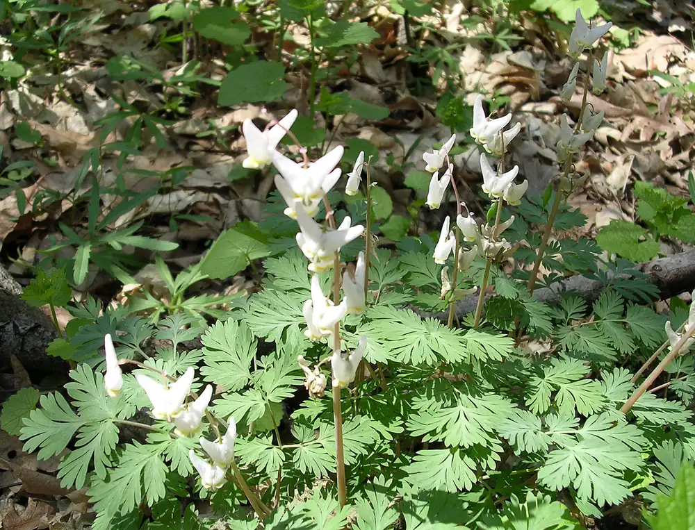 White pantaloon-shaped flowers hang along arching stems above feathery gray-green leaves on a woodland floor