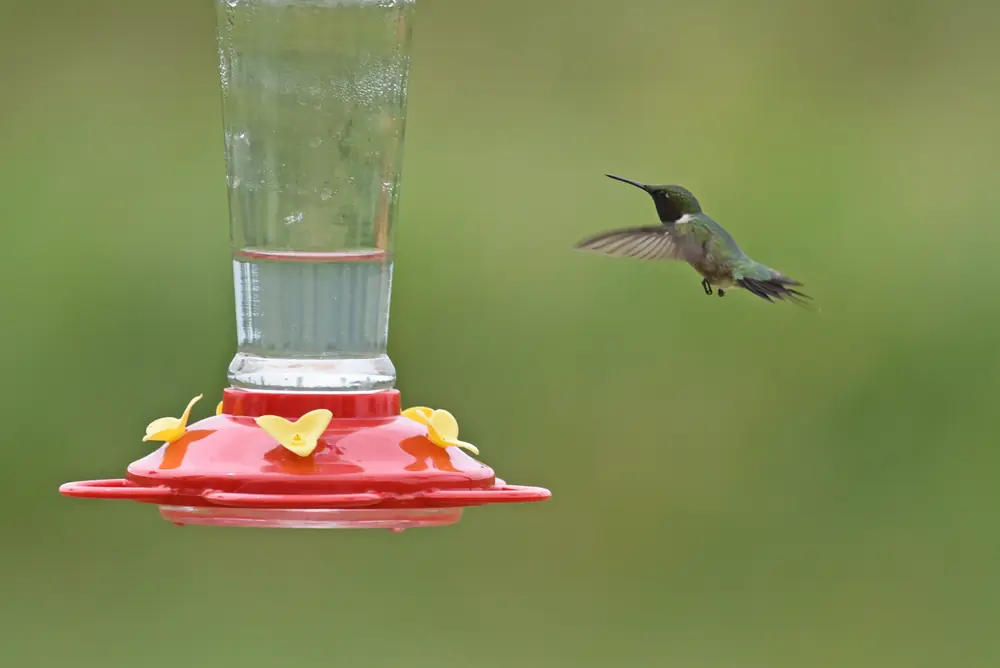 A male ruby-throated hummingbird with a red throat hovering at a feeder