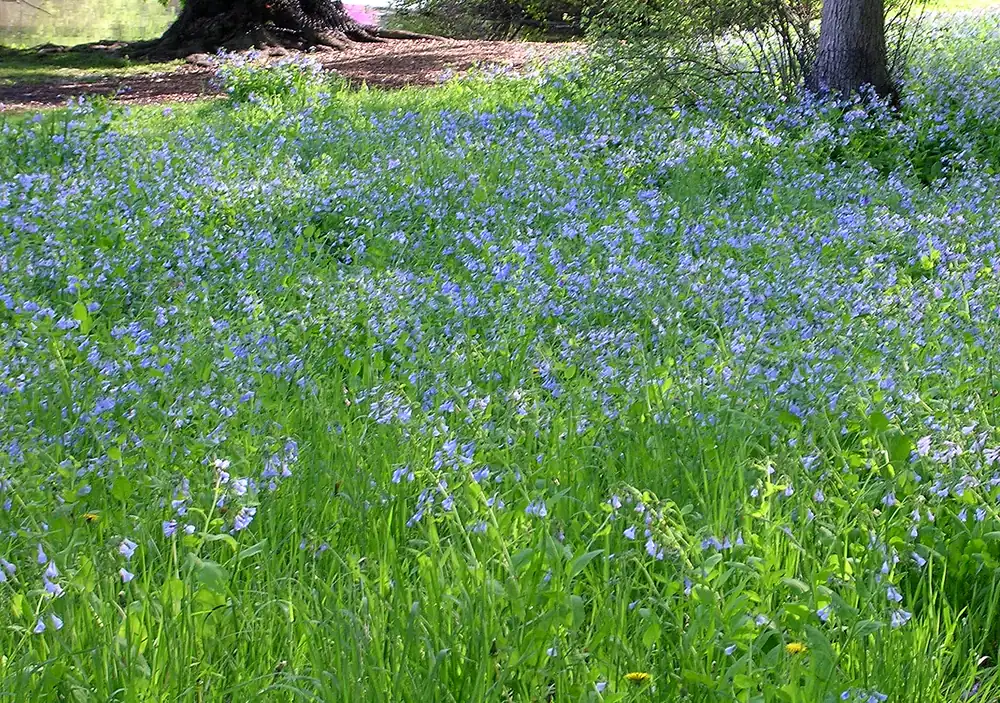 A woodland floor covered in blue Virginia bluebell flowers among fresh green leaves, with tree trunks at the top of the frame