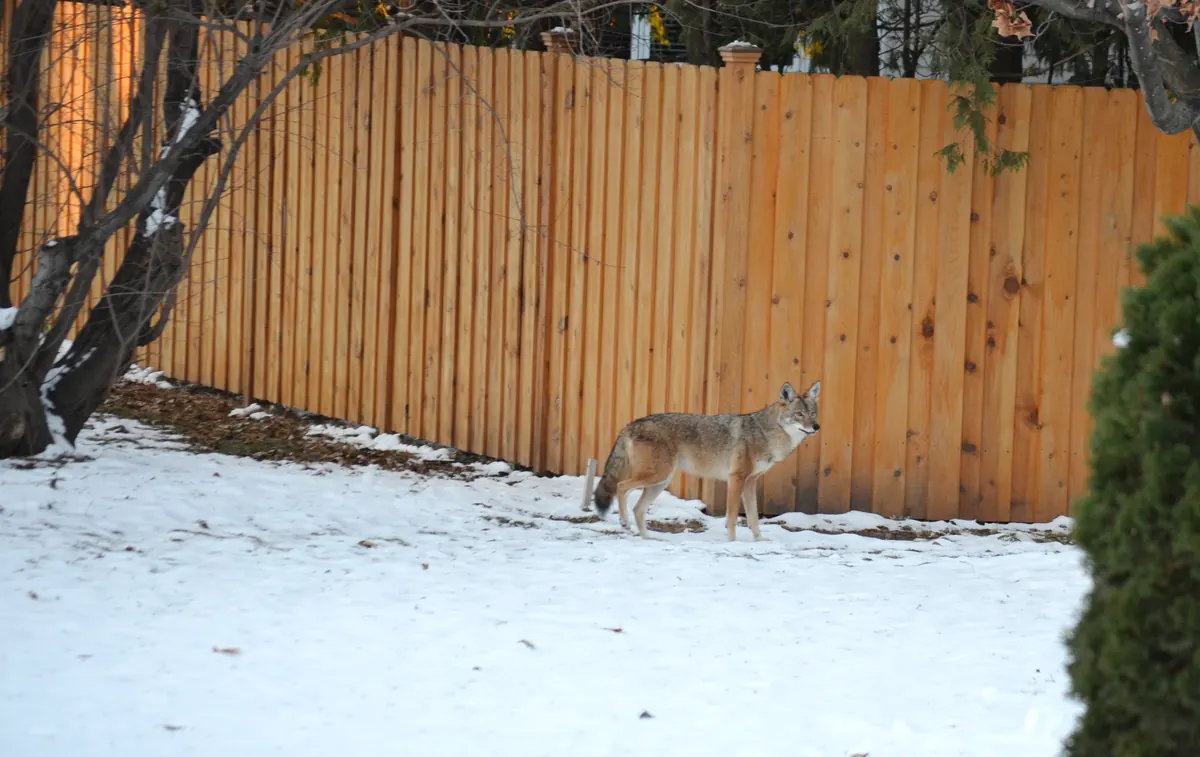 A gray and tan coyote in a thick coat standing in a snowy backyard beside a wooden privacy fence