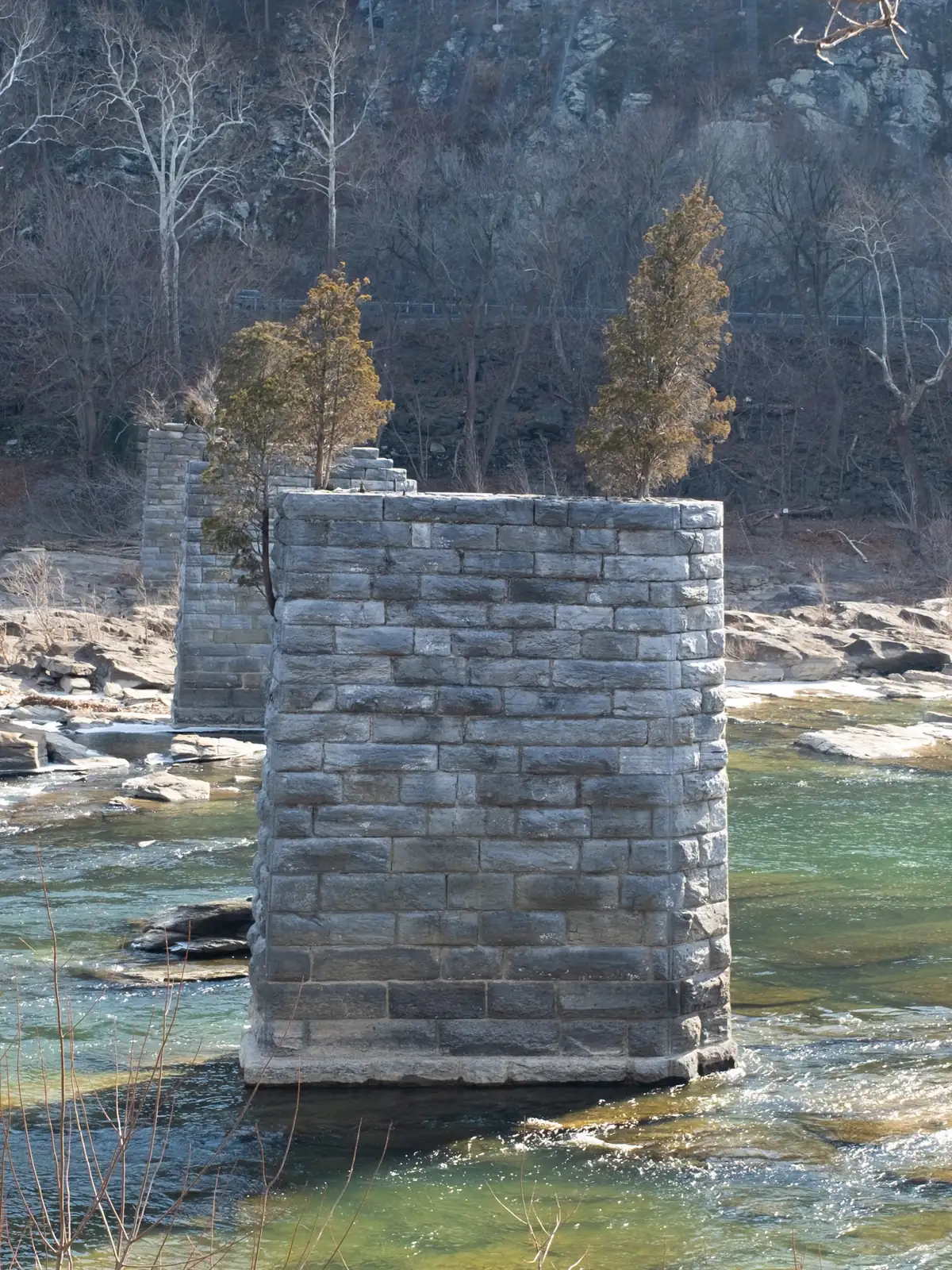 Two small eastern red cedars with bronze-green winter foliage growing out of the tops of old stone bridge piers in a clear river, bare trees and rocky slopes behind