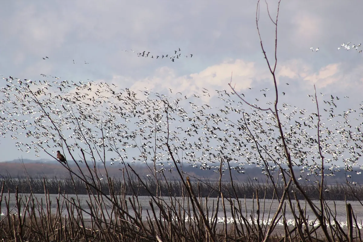 A huge flock of white snow geese lifting off a gray marsh behind bare stems, with a dark young bald eagle perched on a stalk at left